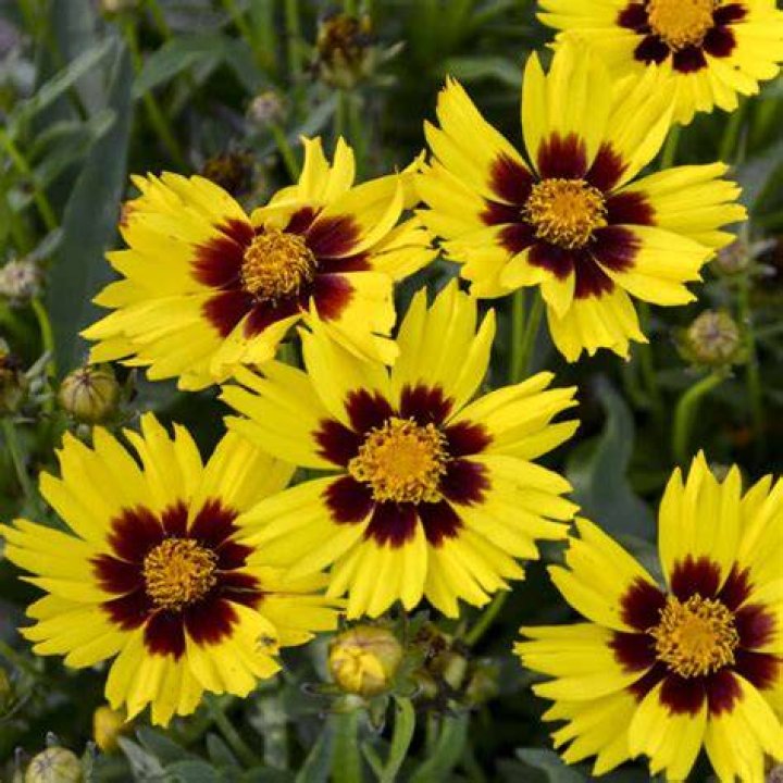 Are all coreopsis deer resistant
