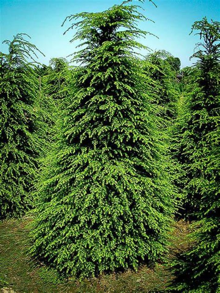 Are hemlock trees deer resistant