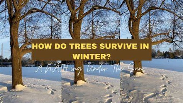 Can cypress trees survive winter