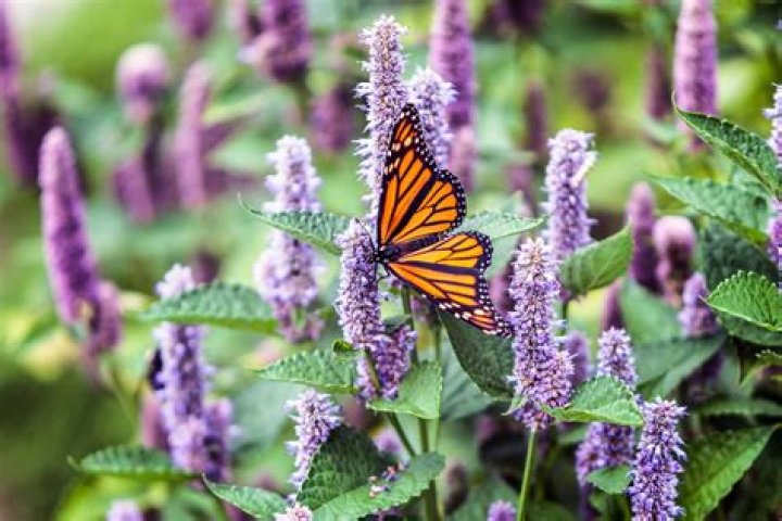 Do butterfly plants attract bees