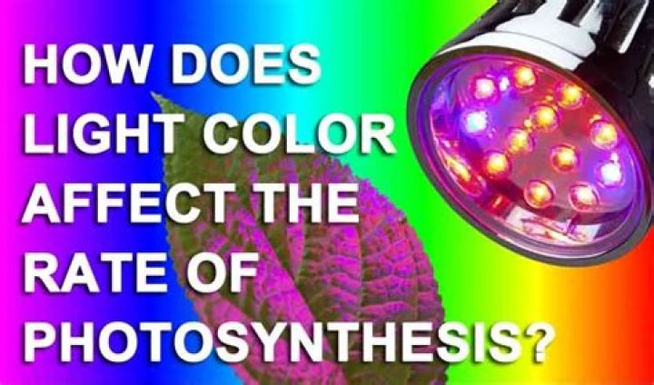 Does color affect photosynthesis