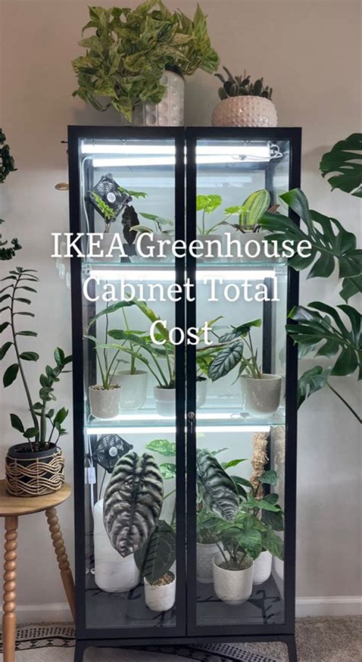 Does IKEA have good house plants