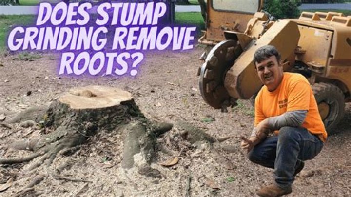 Does stump grinding remove roots