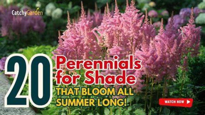Does verbena bloom in part shade