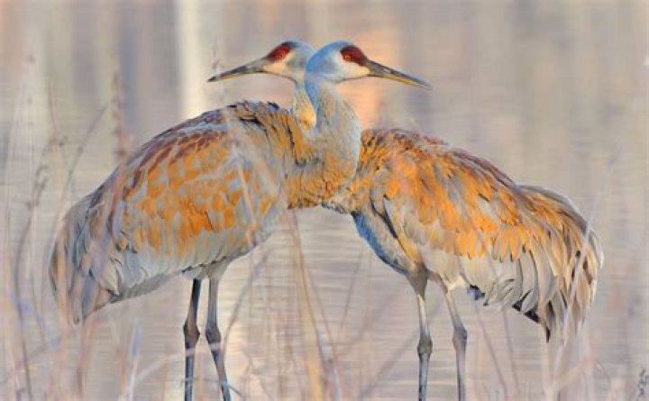 How do sandhill cranes communicate with each other