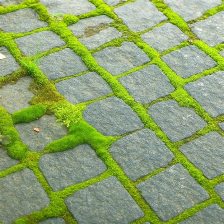 How do you clean moss between pavers