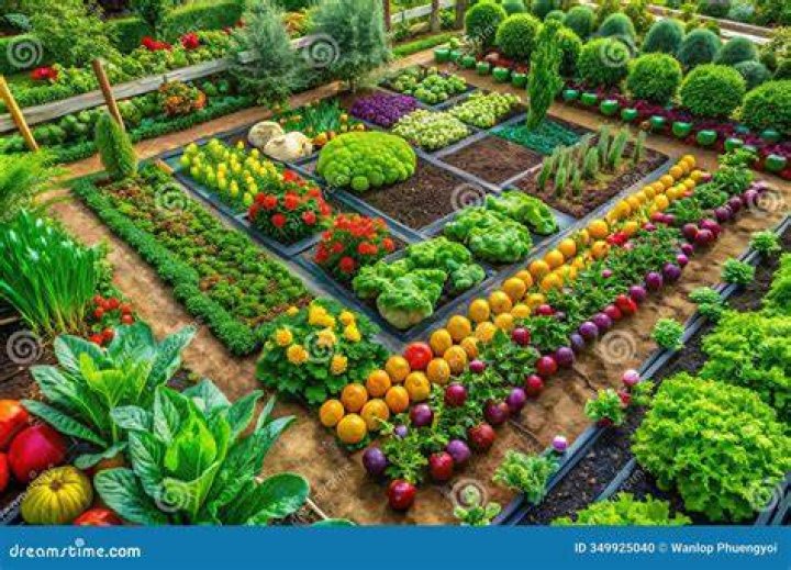 How do you dig up a vegetable garden