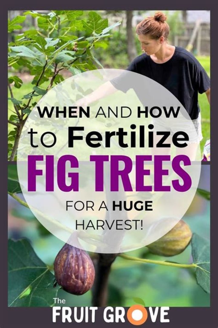How do you fertilize evergreen trees