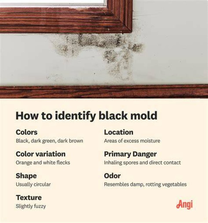 How do you fix black mold on drywall