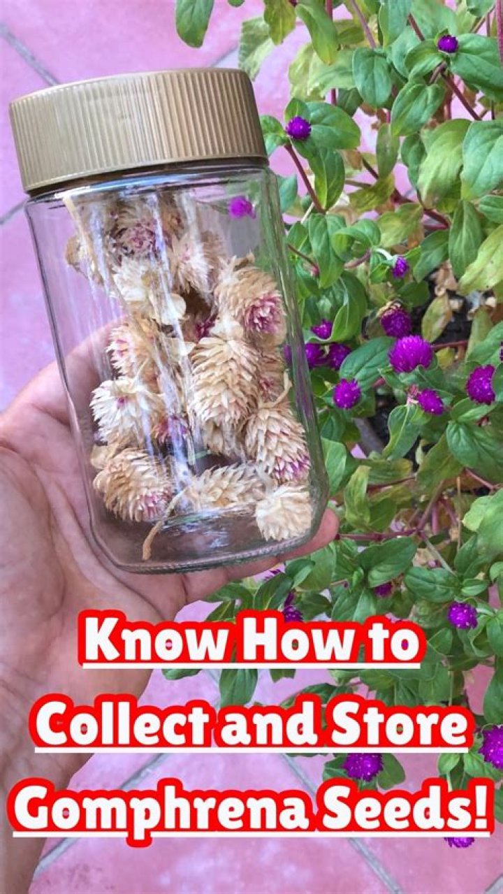 How do you germinate gomphrena seeds