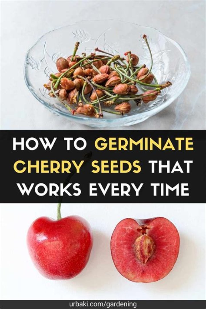 How do you germinate ground cherries