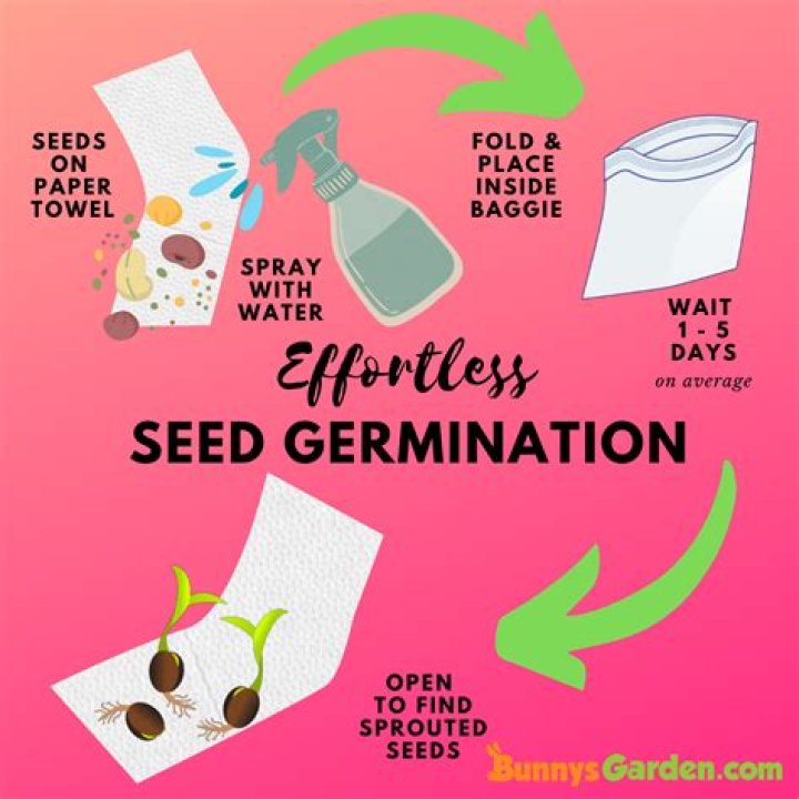 How do you germinate Mimosa Hostilis