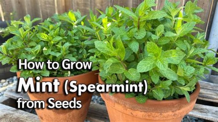 How do you germinate spearmint seeds