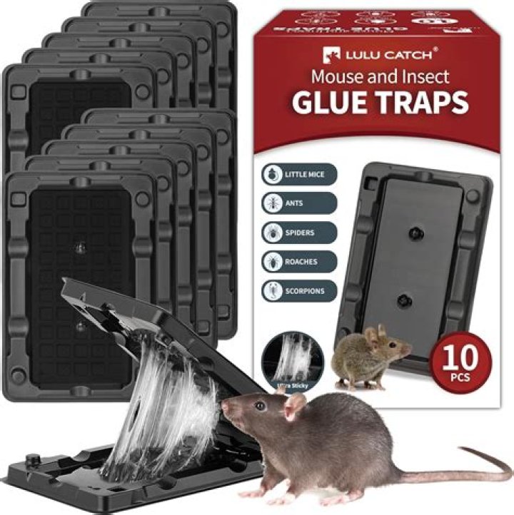 How do you get a glue trap off a cat