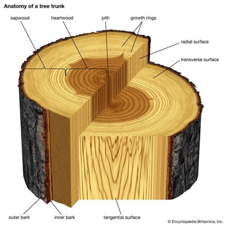 How do you get bark off a tree stump