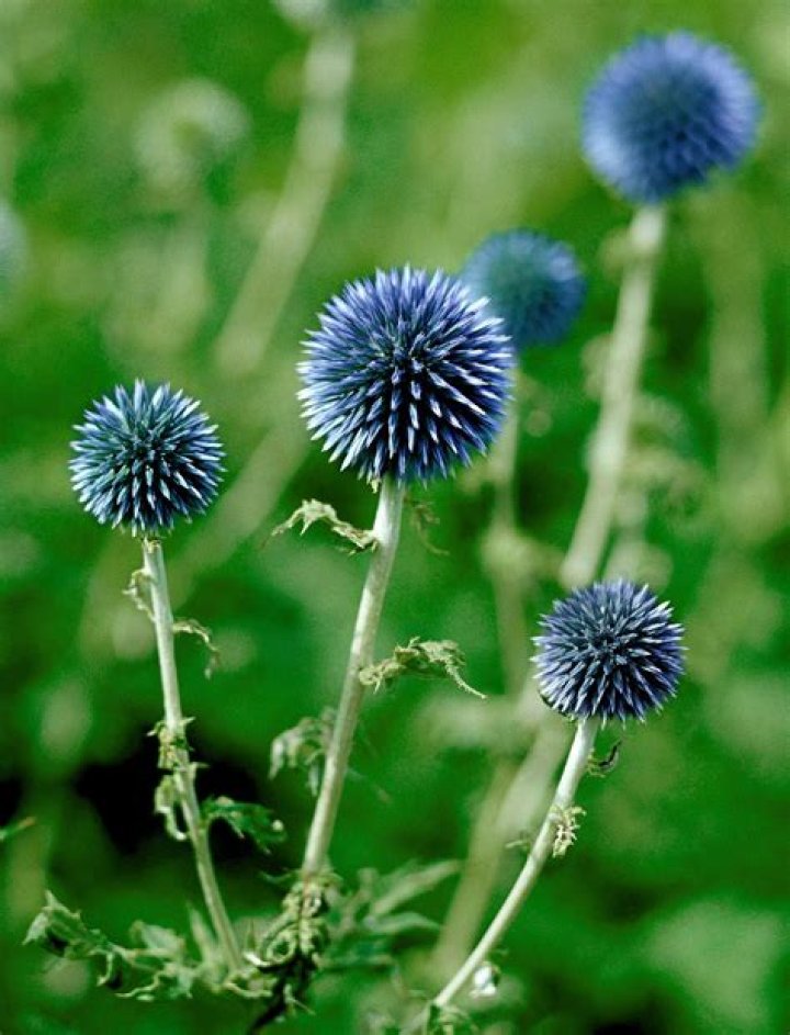 How do you grow a blue globe thistle