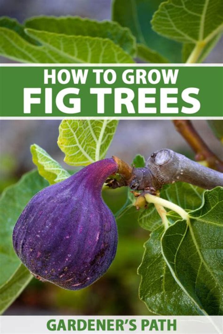 How do you grow a fig tree in Zone 6