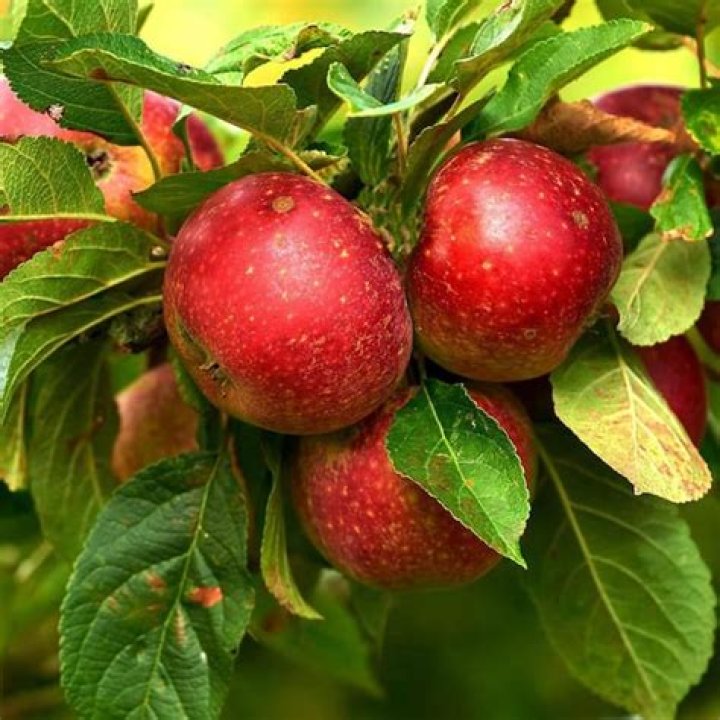 How do you grow a Liberty apple tree
