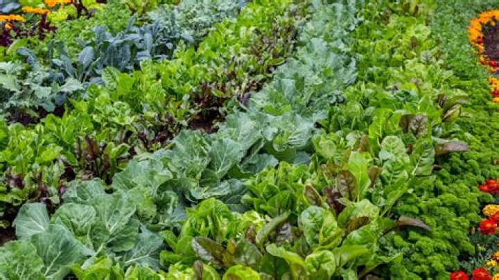 How do you grow pre grown vegetables