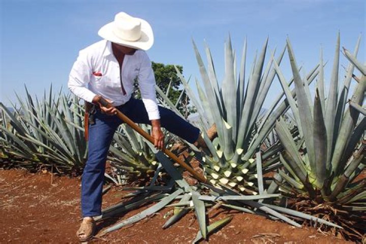 How do you harvest agave for tequila