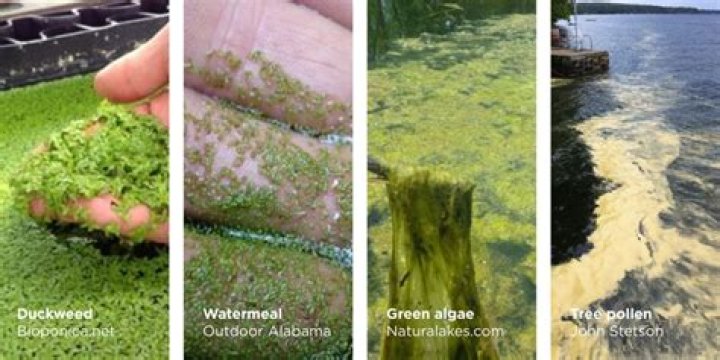 How do you identify blue green algae
