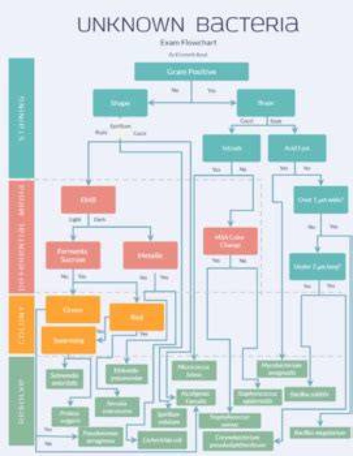 How do you identify unknown bacteria