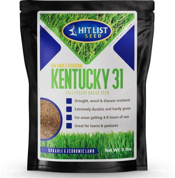 How fast does Kentucky 31 spread