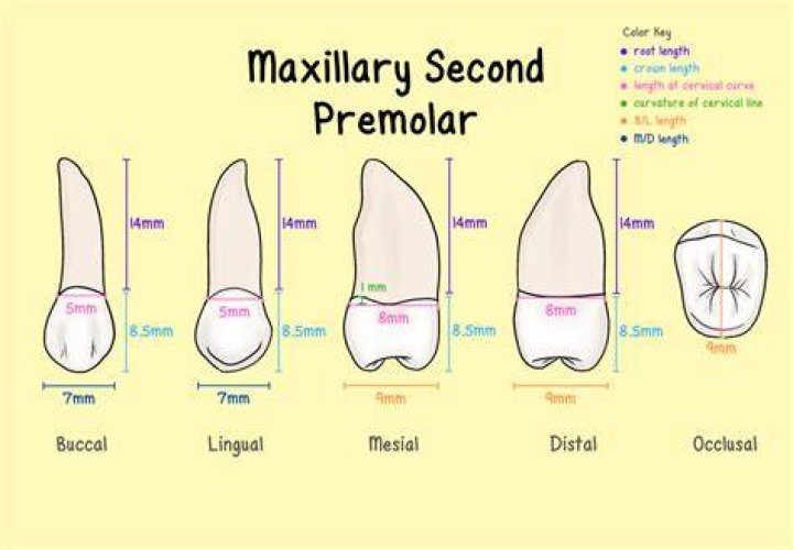 How many canals are in a maxillary second premolar