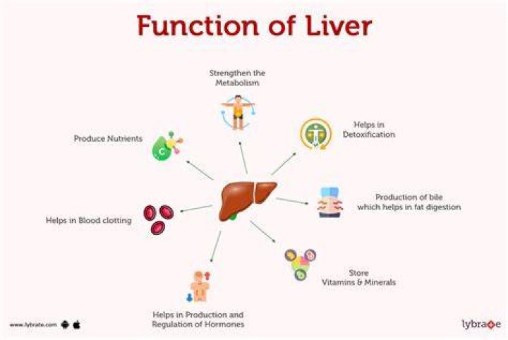 How many functions does the liver have