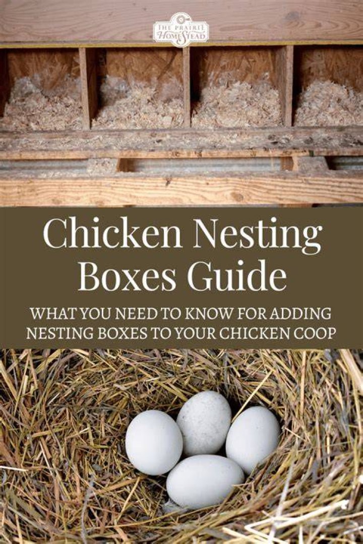How many nesting boxes does a hen need