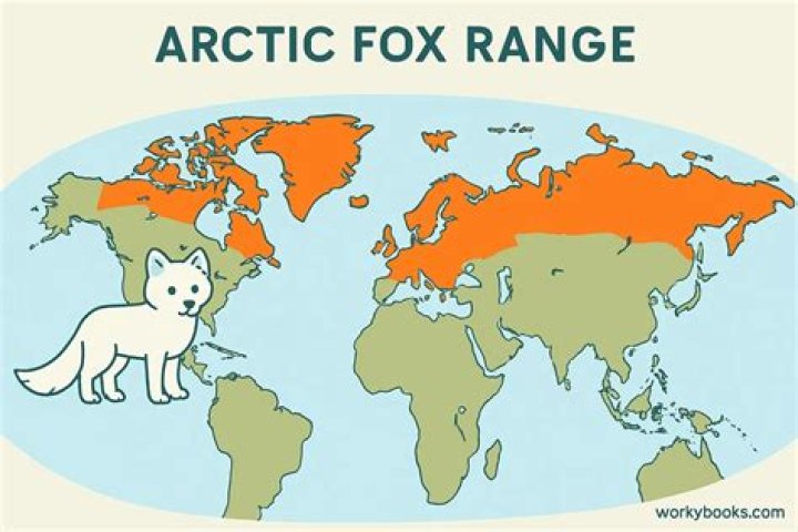 How many years does an arctic fox live