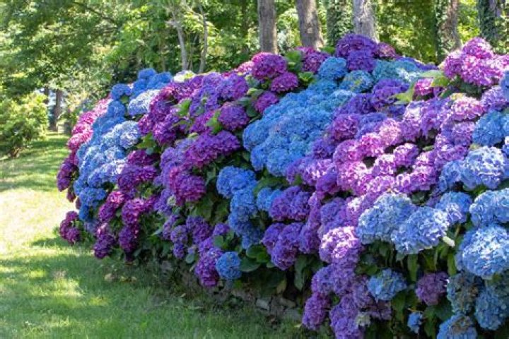How much alum do you put in hydrangeas