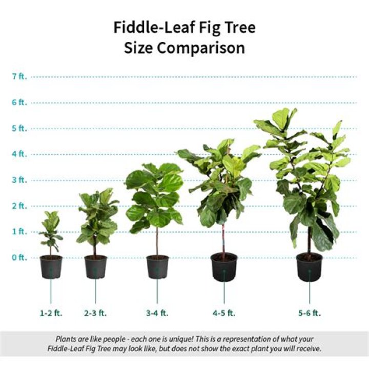 How much do fiddle leaf fig trees cost