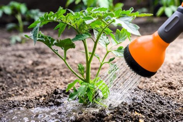 How much do you water during flowering