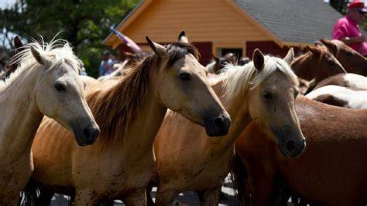 How much does a Chincoteague pony cost
