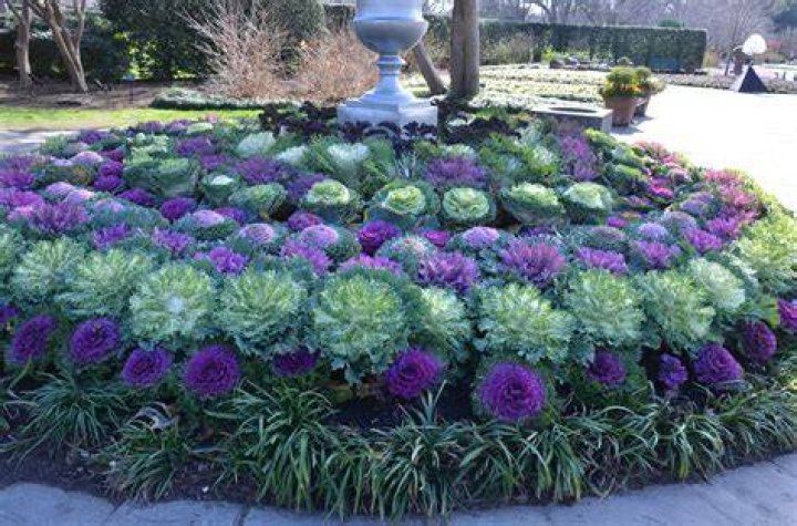 Is flowering cabbage a perennial