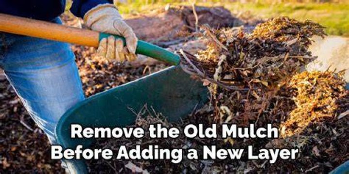 Is it better to remove old mulch before adding new