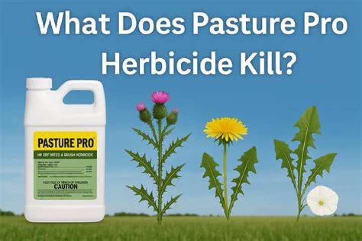What does Pastora herbicide kill