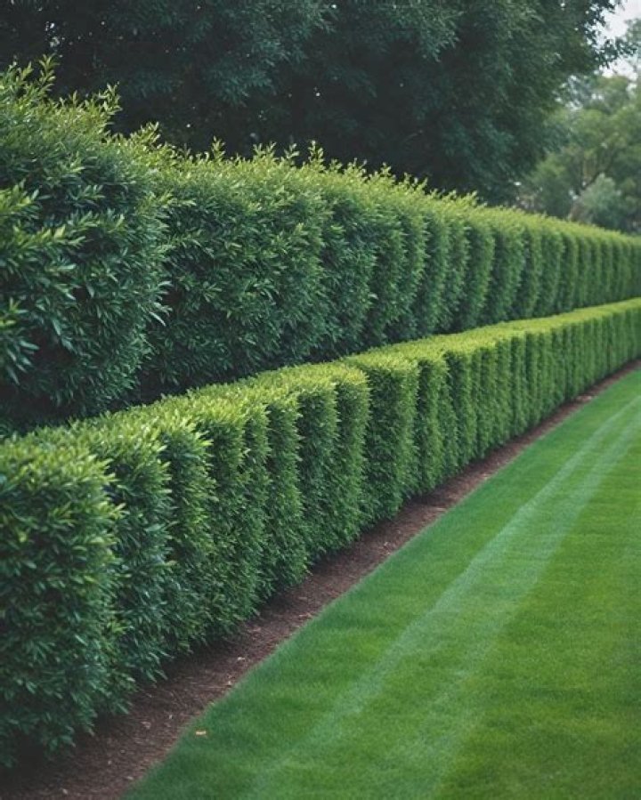 What hedge will grow under trees