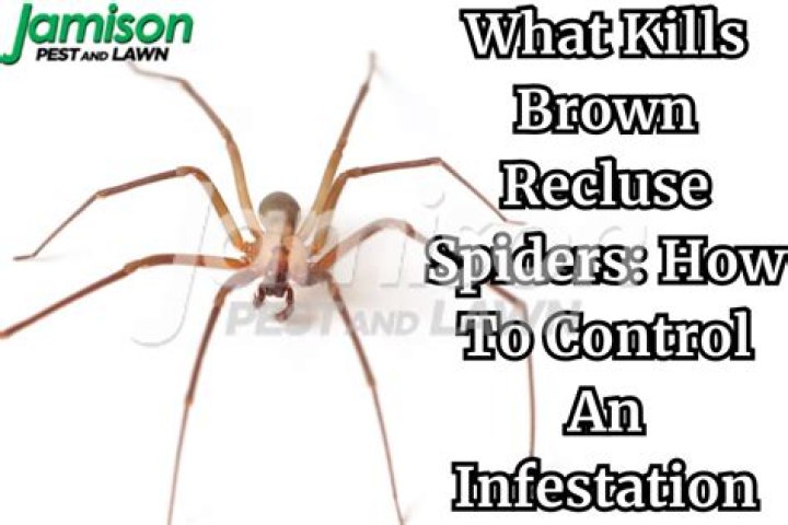 What kills brown recluse spiders