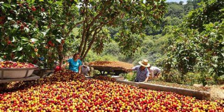 Where does coffee grow in Hawaii