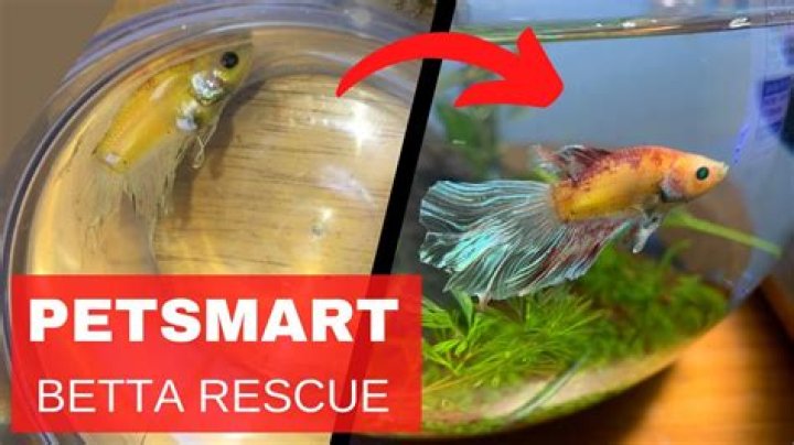 Why is PetSmart not selling fish