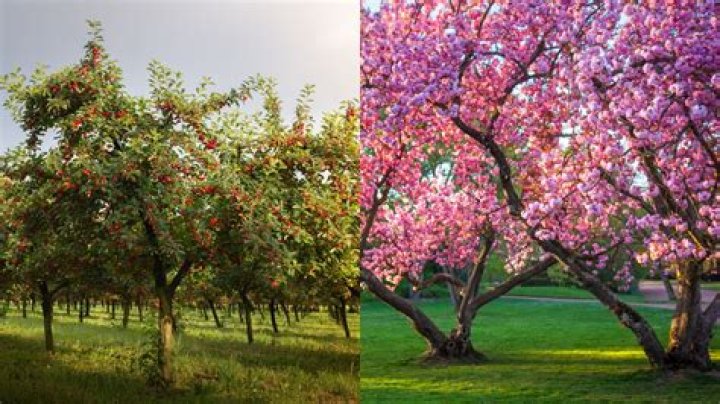 Why was the blossom plan created
