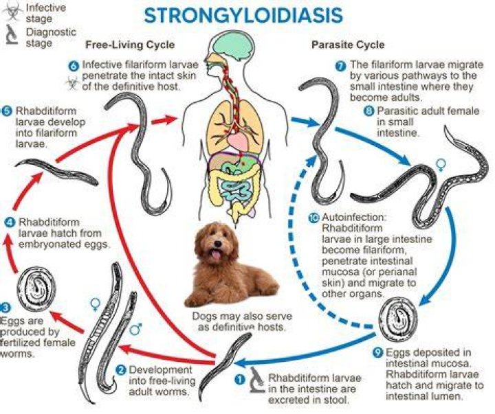 Will fenbendazole treat gapeworm